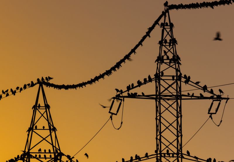 CEA Proposes Underground Transmission Lines for Endangered Bird Area